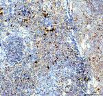 Neutrophil elastase Antibody in Immunohistochemistry (Paraffin) (IHC (P))