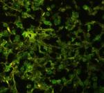 HuD Polyclonal Antibody