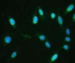 Emerin Polyclonal Antibody
