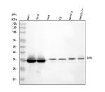 Emerin Antibody in Western Blot (WB)