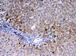 CD105 (Endoglin) Antibody in Immunohistochemistry (Paraffin) (IHC (P))