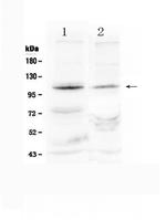 HIF-2 alpha Antibody in Western Blot (WB)