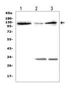 HIF-2 alpha Polyclonal Antibody