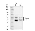 EpCAM (CD326) Antibody in Western Blot (WB)