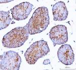 Epigen Polyclonal Antibody