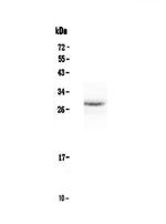 Epo Polyclonal Antibody