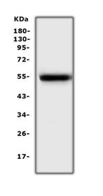 EpoR Antibody in Western Blot (WB)