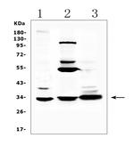 ERCC1 Polyclonal Antibody