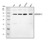 HERV Polyclonal Antibody