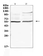 ETS1 Polyclonal Antibody