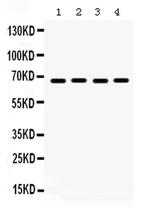 ETV4 Polyclonal Antibody