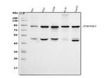 EWSR1 Antibody in Western Blot (WB)
