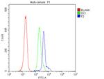 Prothrombin Antibody in Flow Cytometry (Flow)
