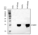 FABP2 Antibody in Western Blot (WB)