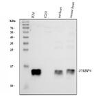 FABP4 Antibody in Western Blot (WB)