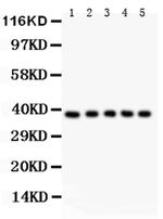 FAS (CD95) Antibody in Western Blot (WB)