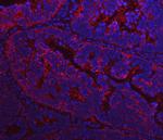 FASN Antibody in Immunohistochemistry (Paraffin) (IHC (P))