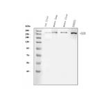 FASN Antibody in Western Blot (WB)