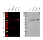 FCAR Polyclonal Antibody