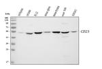 CD23 Antibody in Western Blot (WB)