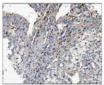 CD16 Antibody in Immunohistochemistry (Paraffin) (IHC (P))