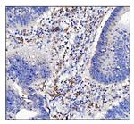 CD16 Antibody in Immunohistochemistry (Paraffin) (IHC (P))