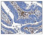 CD16 Antibody in Immunohistochemistry (Paraffin) (IHC (P))
