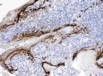 FDCSP Antibody in Immunohistochemistry (Paraffin) (IHC (P))