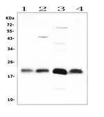 FGF21 Polyclonal Antibody