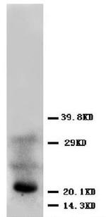 FGF4 Polyclonal Antibody