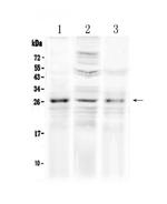 FGF8 Polyclonal Antibody