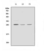 FGF9 Polyclonal Antibody