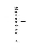 FGR Polyclonal Antibody