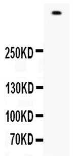 Filaggrin Antibody in Western Blot (WB)