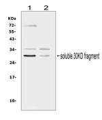 FLT3LG Polyclonal Antibody