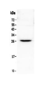 FLT3LG Polyclonal Antibody