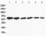 FMO4 Antibody in Western Blot (WB)