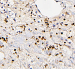 FosB Polyclonal Antibody