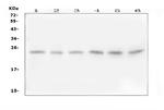 FSTL3 Polyclonal Antibody