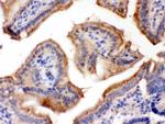 FUT1 Antibody in Immunohistochemistry (Paraffin) (IHC (P))