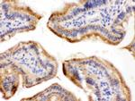 FUT1 Antibody in Immunohistochemistry (Paraffin) (IHC (P))