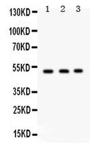 FUT1 Antibody in Western Blot (WB)