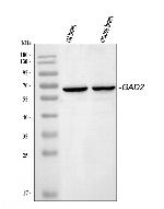 GAD65 Antibody in Western Blot (WB)