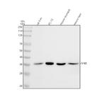 GALE Antibody in Western Blot (WB)