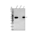 GALT Antibody in Western Blot (WB)
