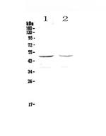 GALT Antibody in Western Blot (WB)