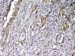 GC Polyclonal Antibody