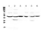 GDA Antibody in Western Blot (WB)