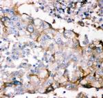 GFR alpha-1 Polyclonal Antibody
