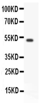 GFR alpha-1 Antibody in Western Blot (WB)
